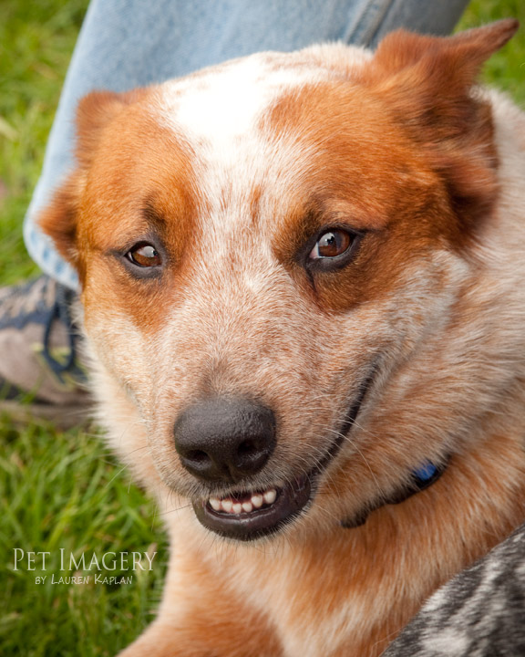 tail waggers strut 2011