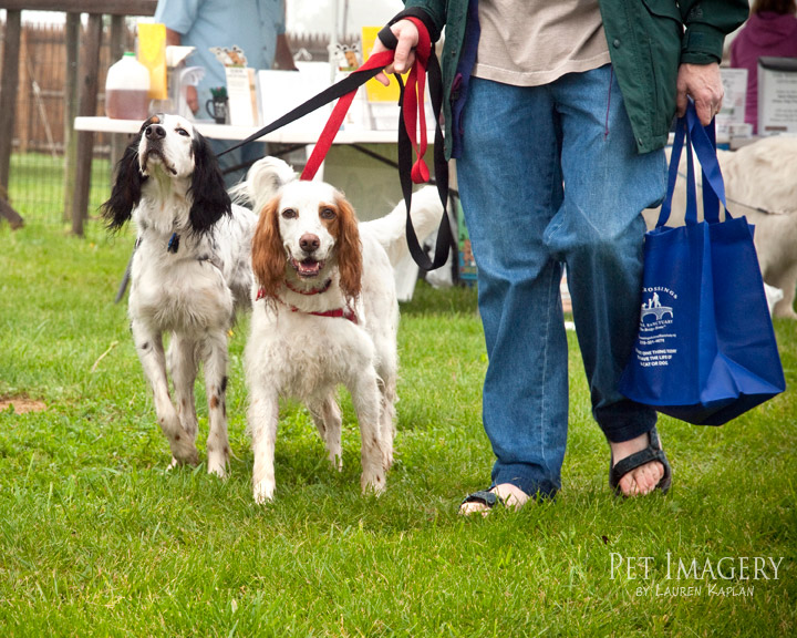 tail waggers strut 2011