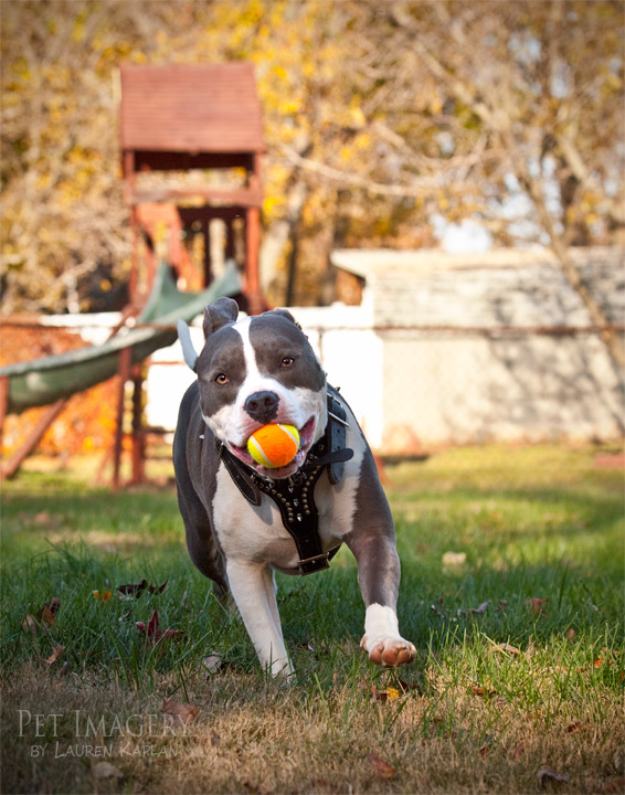 blue nosed pitbulls new jersey