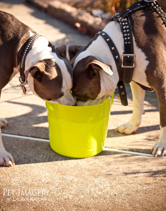 blue nosed pitbulls new jersey