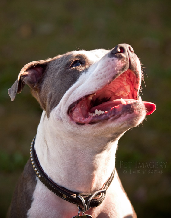 blue nosed pitbulls new jersey