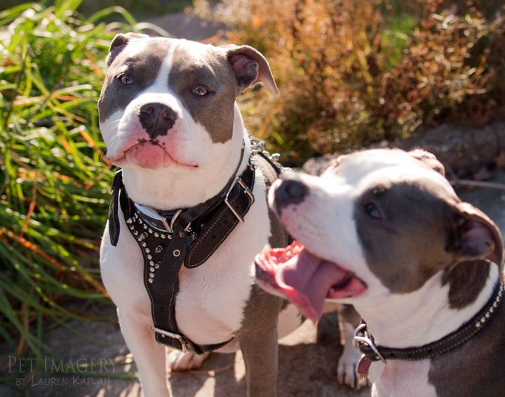 blue nosed pitbulls new jersey