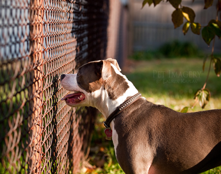 blue nosed pitbulls new jersey