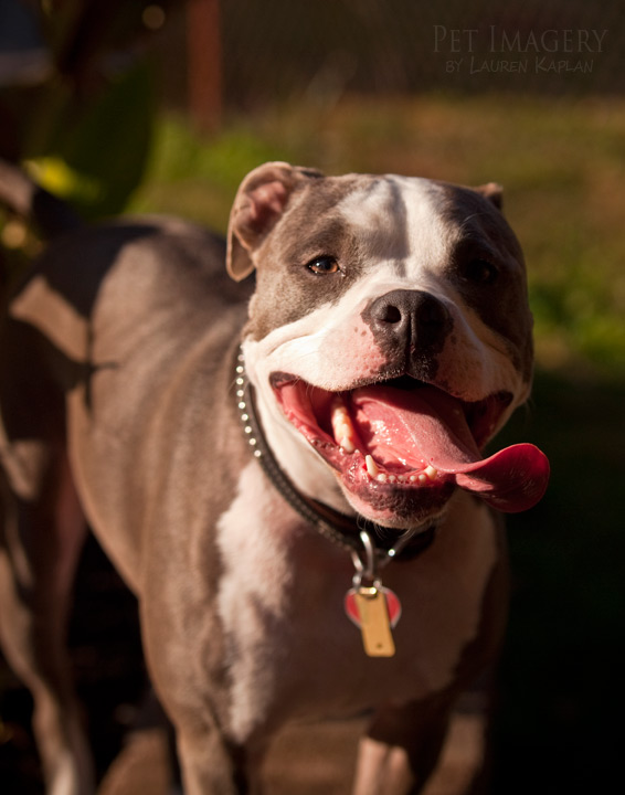 blue nosed pitbulls new jersey