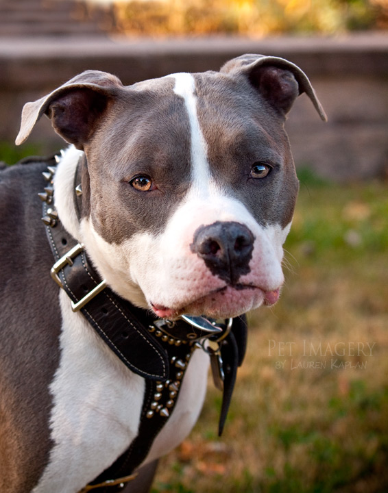 blue nosed pitbulls new jersey