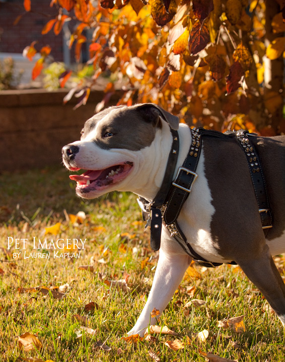 blue nosed pitbulls new jersey