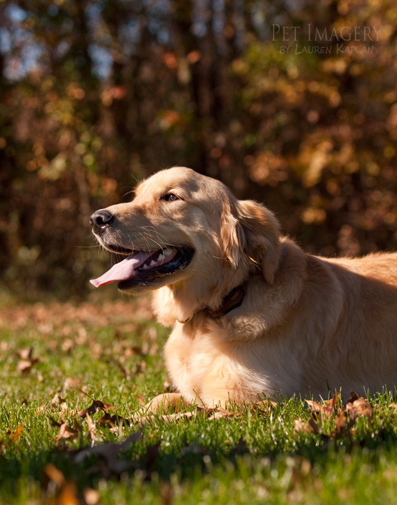 golden retriever maple glen pa