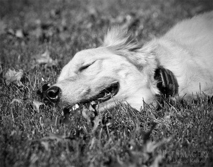 golden retriever maple glen pa