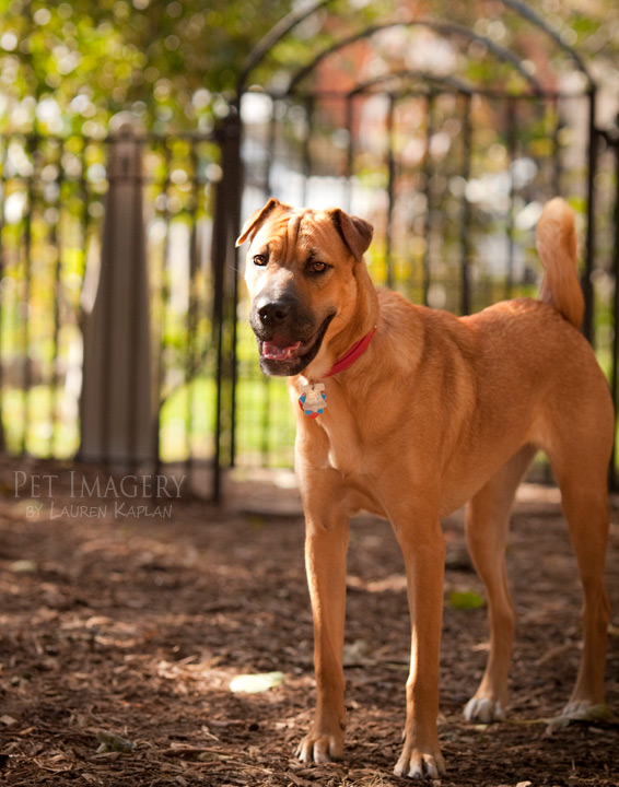 shar pei mix philadelphia pa dog