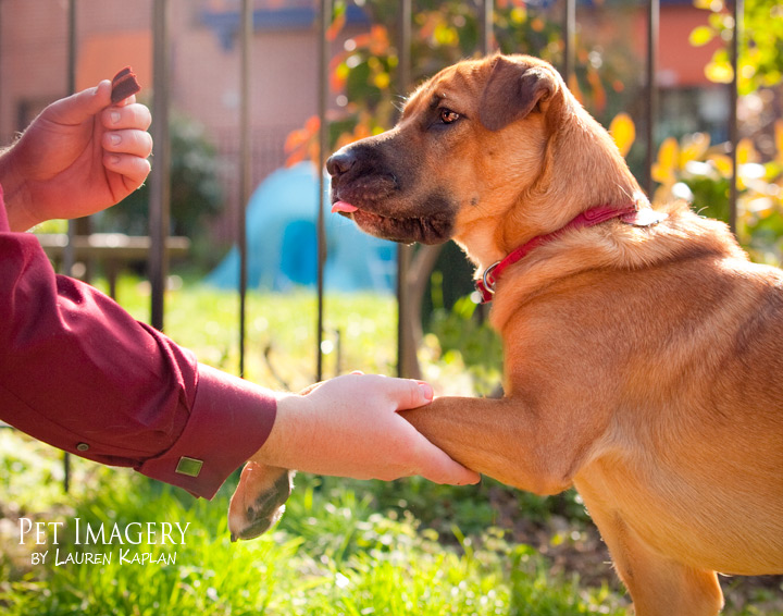 shar pei mix philadelphia pa dog