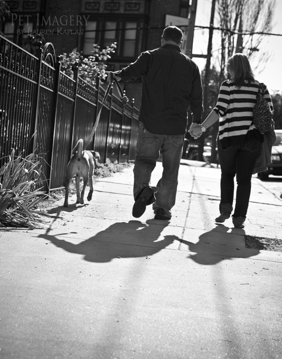 shar pei mix philadelphia pa dog