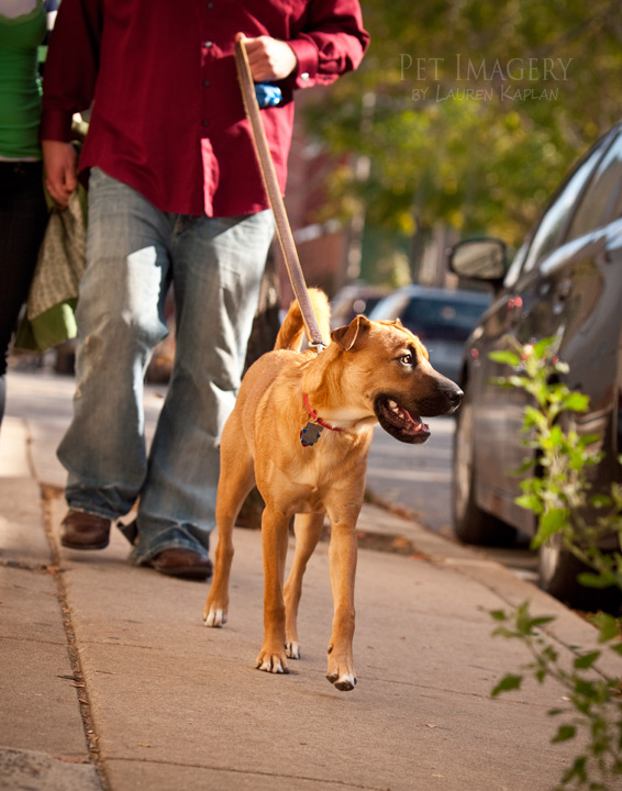 shar pei mix philadelphia pa dog