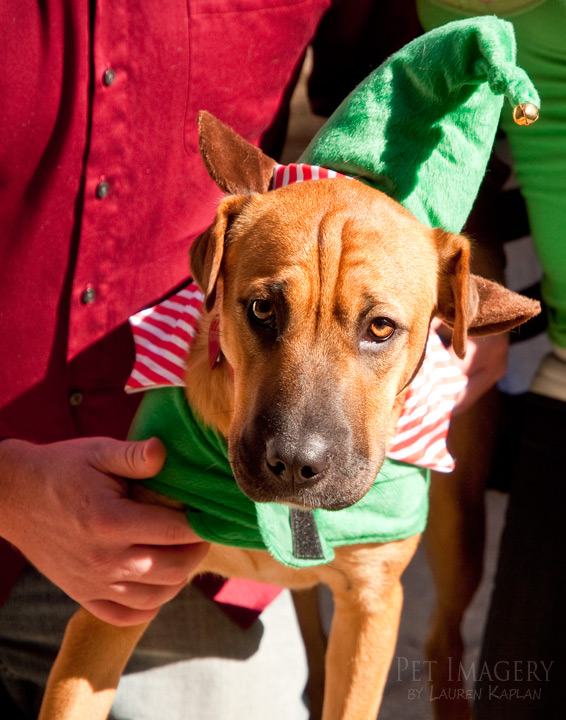 shar pei mix philadelphia pa dog