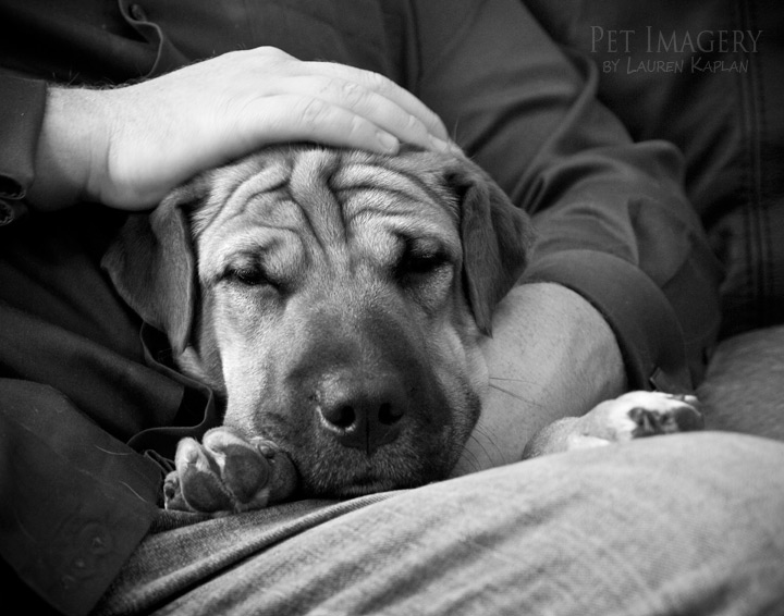 shar pei mix philadelphia pa dog