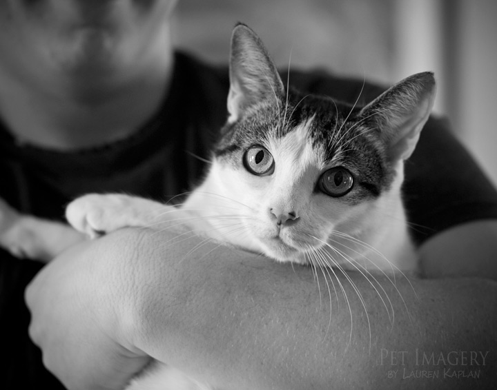 flannery in dads arms short haired cat philadelphia pa