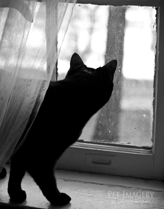 bug checking out the street short haired cat philadelphia pa