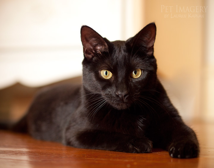 bug chillin on the floor short haired cat philadelphia pa