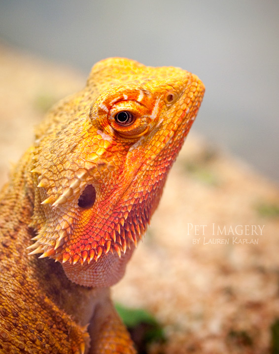 close up of sandy lizard philadelphia pa