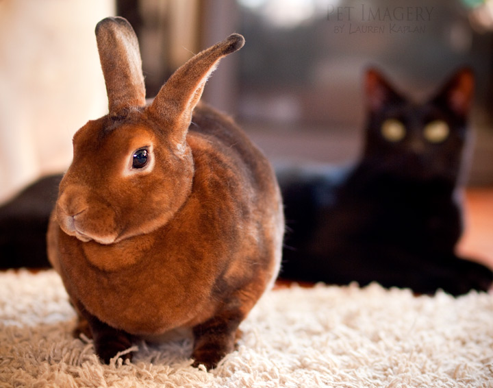 dexter and bug hanging together short haired cat bunny rabbit philadelphia pa