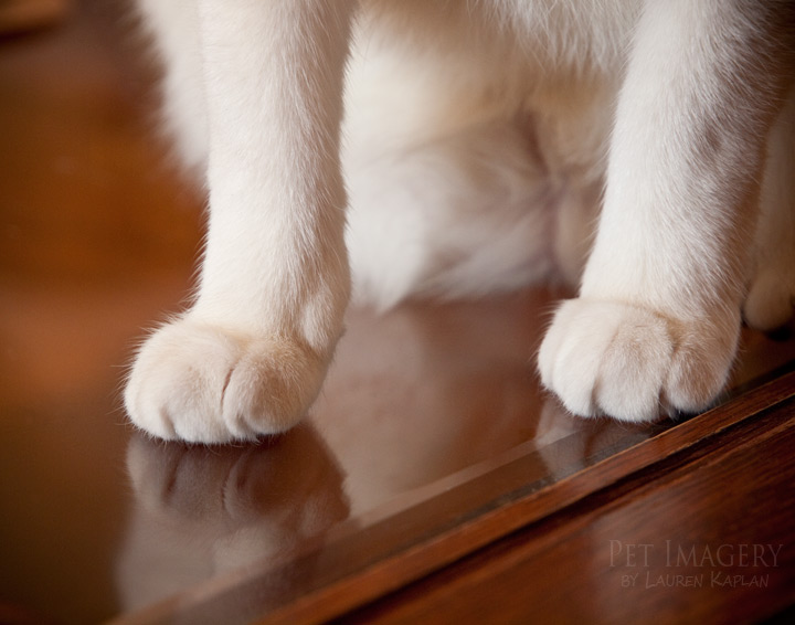 paws on the table short haired cat philadelphia pa