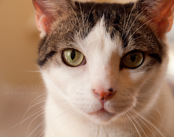 close up of flannery short haired cat philadelphia pa