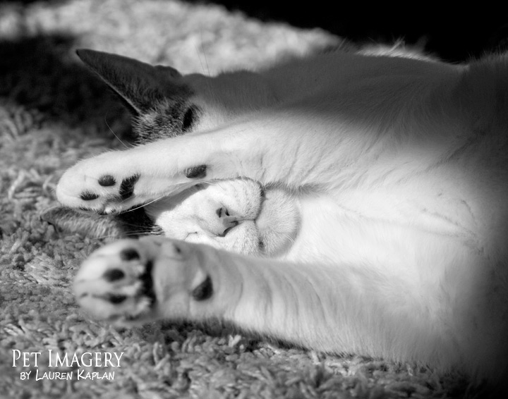 flannery enjoyin some catnip short haired cat philadelphia pa