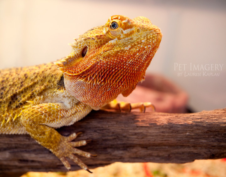 sandy on her stick lizard philadelphia pa