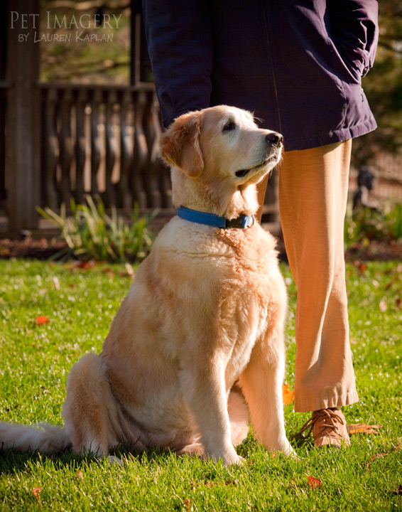 golden retriever bryn mawr pa