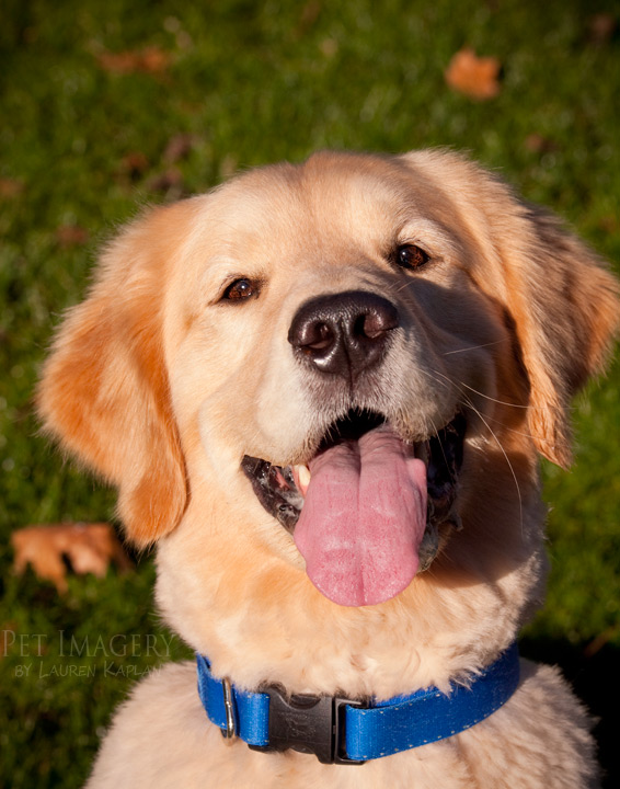 golden retriever bryn mawr pa