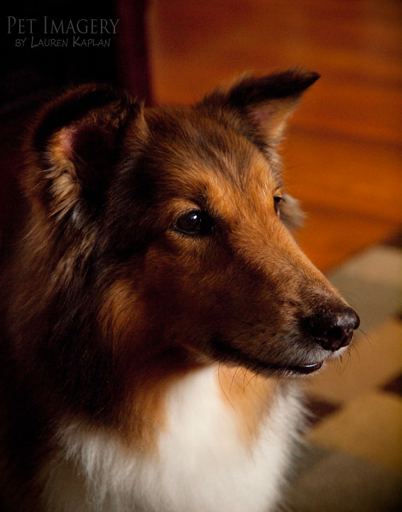 sheltie horsham pa