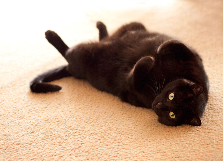 black cat philadelphia laying on back