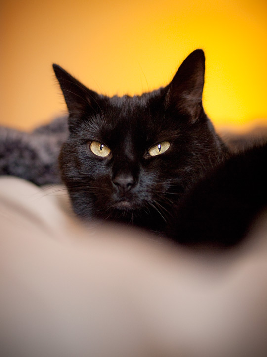 black cat philadelphia