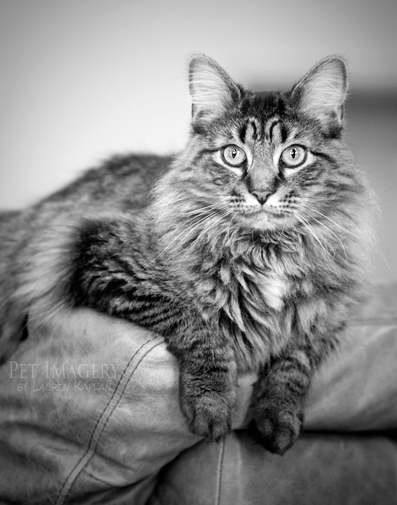 long haired cat pet imagery kaplan black and white