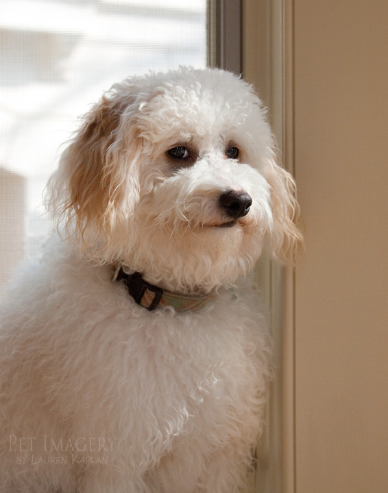 maltese mix best pet imagery kaplan