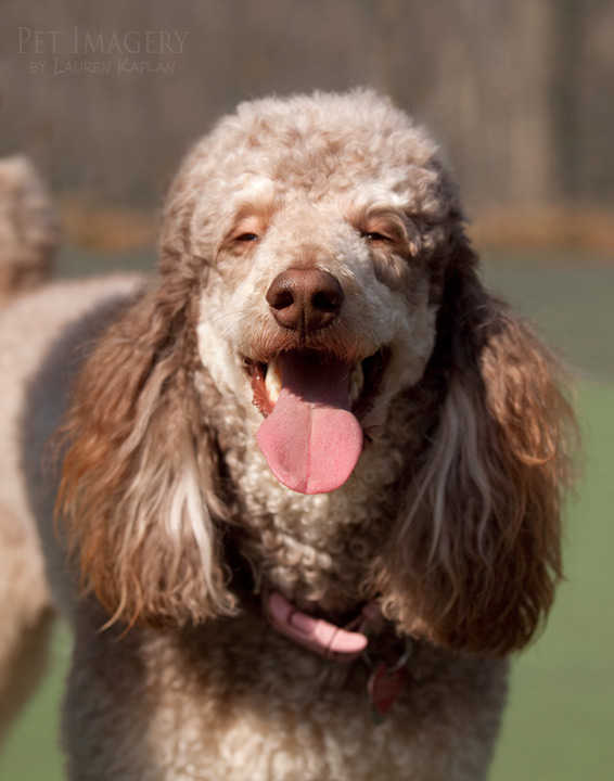 standard poodle pet imagery kaplan best