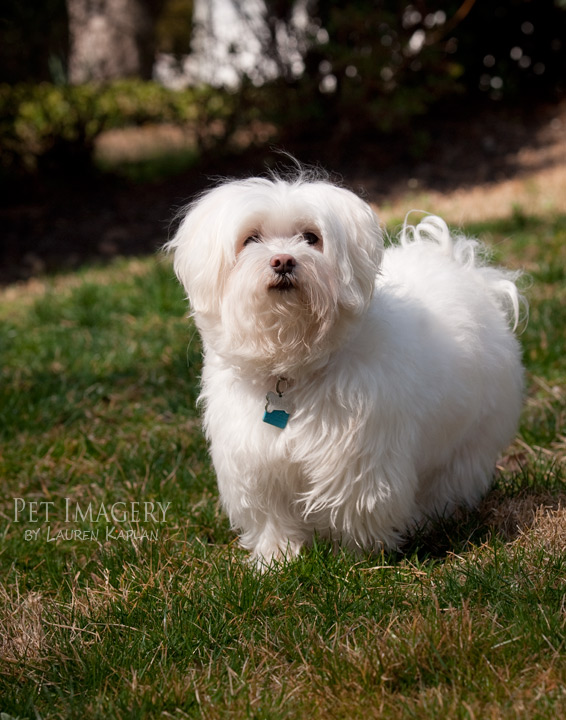 maltese mix pet imagery best