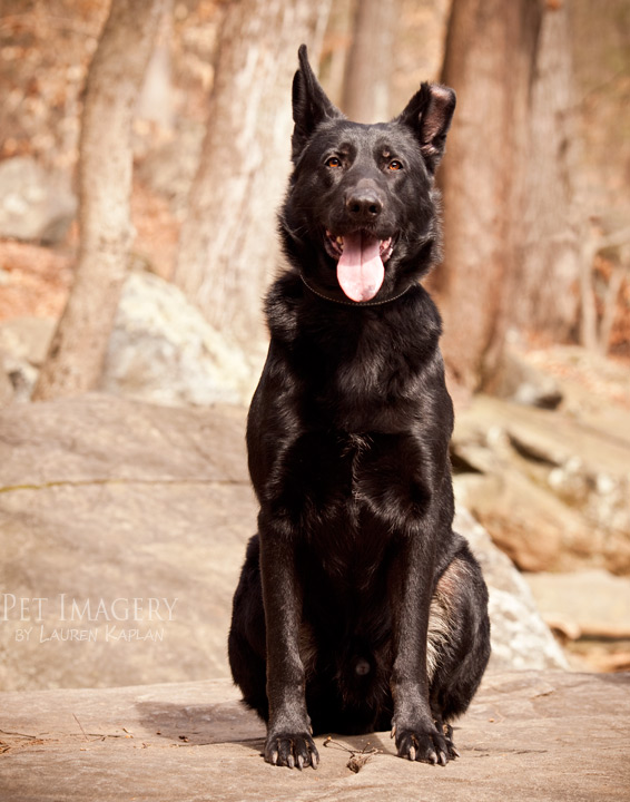 black german shephard pottstown pa pet photography kaplan