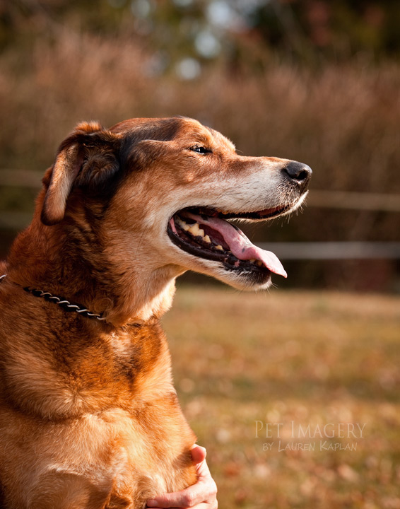 mixed breed dog pet imagery philadelphia pa