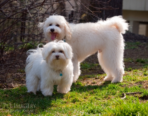 maltese bichon poodle mix