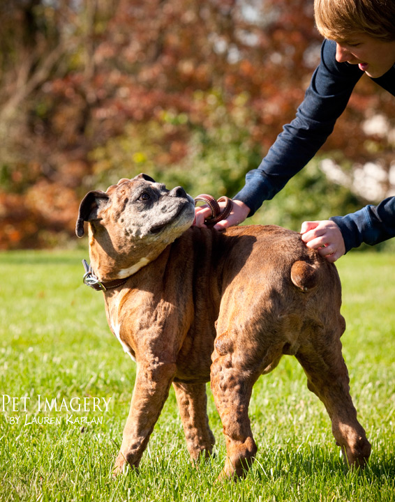 rocco enjoying some outdoor pets boxer best pet photography pet imagery kaplan