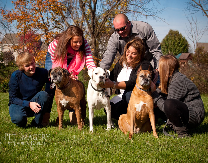 group shot boxer best pet photography pet imagery kaplan