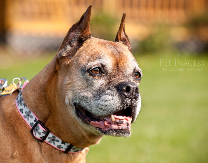 smiles from ruby boxer best pet photography pet imagery kaplan
