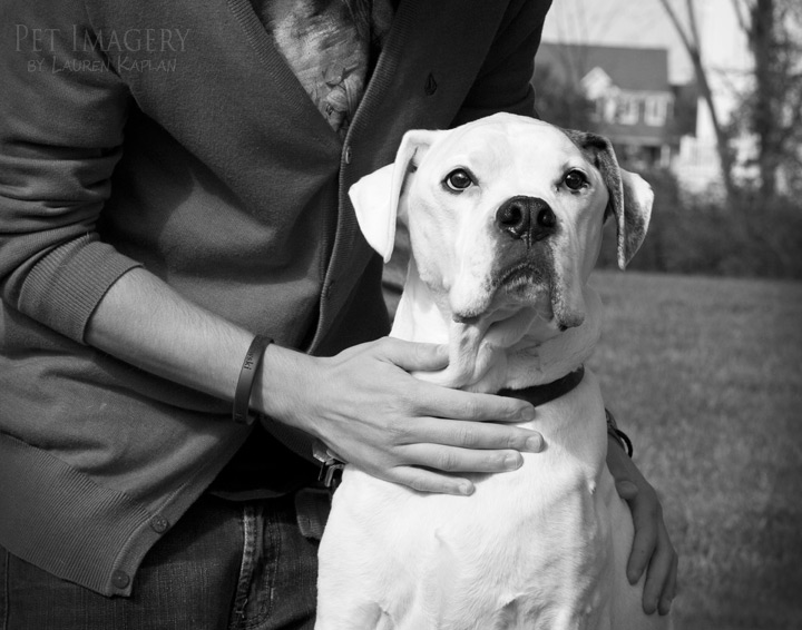 boxer best pet photography pet imagery kaplan
