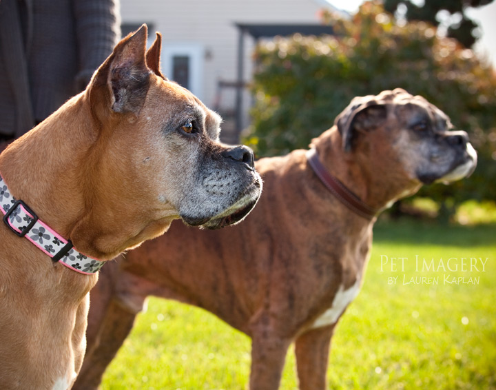 ruby and rocco profiles boxer best pet photography pet imagery kaplan