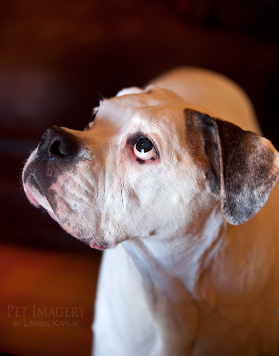milo looking up boxer best pet photography pet imagery kaplan