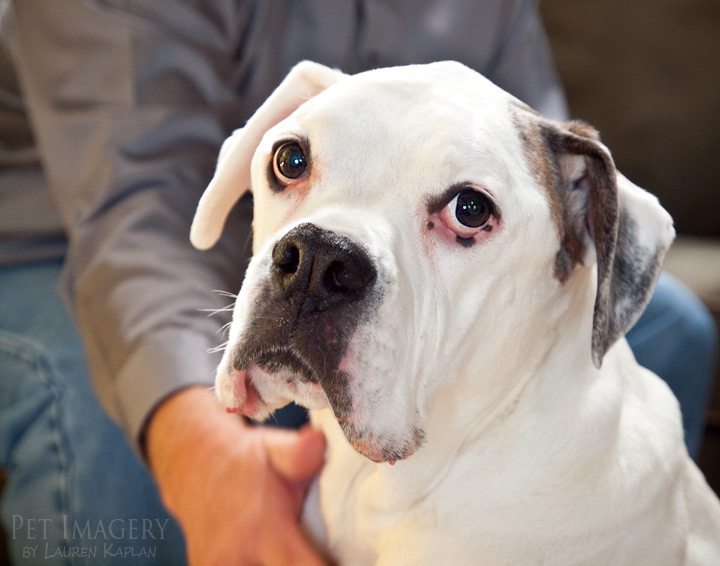 close up milo boxer best pet photography pet imagery kaplan