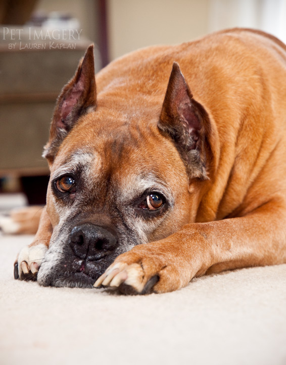 ruby taking a break boxer best pet photography pet imagery kaplan