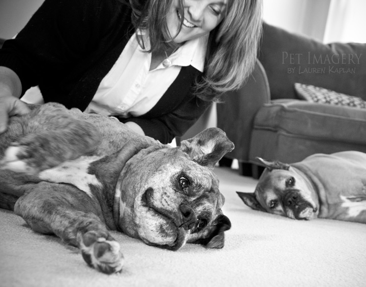naptime with mom rocco and ruby boxer best pet photography pet imagery kaplan