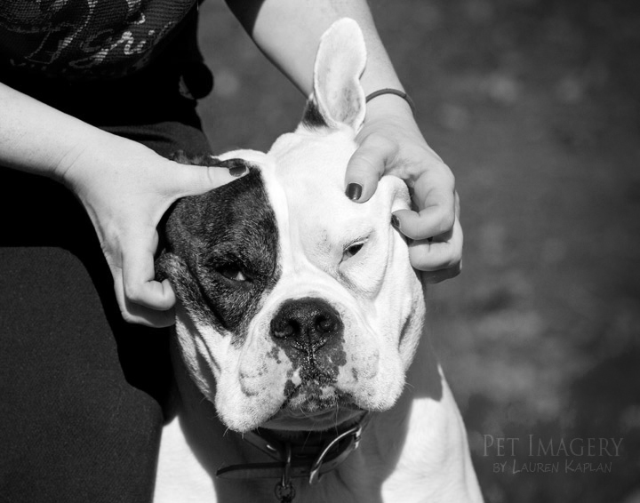 bulldog best pet photography pet imagery kaplan