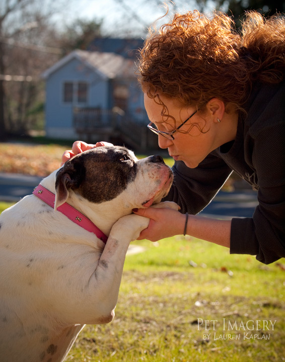 bulldog best pet photography pet imagery kaplan